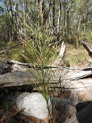 Macrozamia pauli-guilielmi