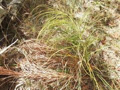 Macrozamia pauli-guilielmi