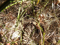Macrozamia pauli-guilielmi