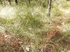 Macrozamia pauli-guilielmi