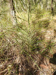 Macrozamia pauli-guilielmi