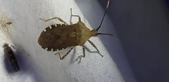 Anasa repetita