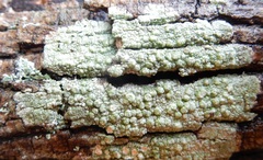 Pertusaria texana