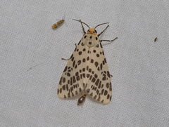 Juxtarctia multiguttata