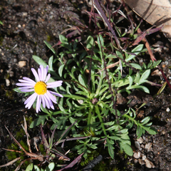 Brachyscome multifida