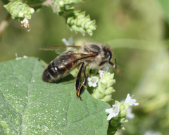 Apis mellifera
