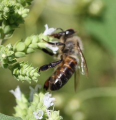 Apis mellifera
