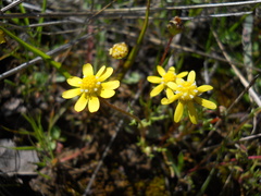 Blennosperma nanum