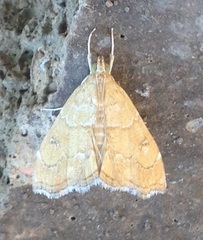 Scybalistodes regularis