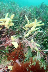 Botrylloides perspicuus