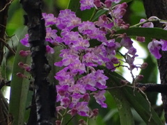 Aerides maculosa