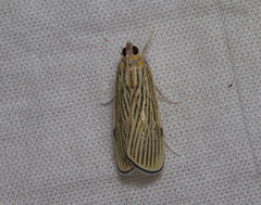 Tyspanodes linealis