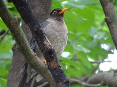 Turdus simillimus