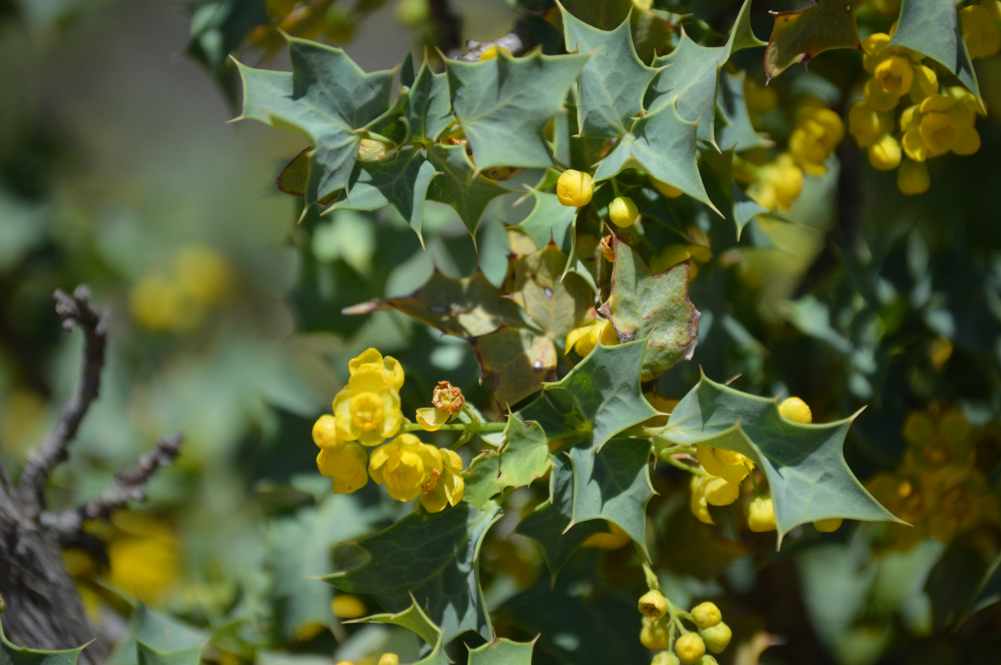 Berberis higginsiae