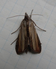 Cucullia convexipennis