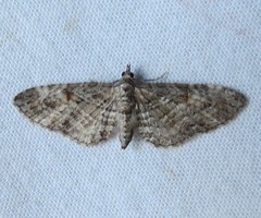 Eupithecia graefii