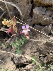 Erythranthe inconspicua