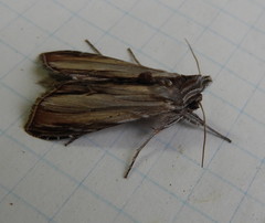 Cucullia convexipennis