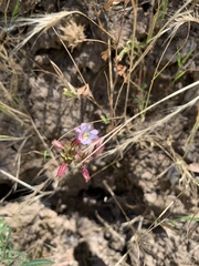 Erythranthe inconspicua