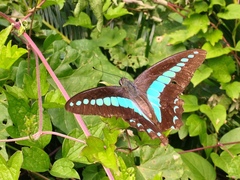 Graphium sarpedon nipponum