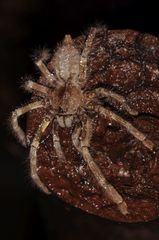 Poecilotheria