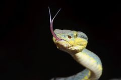 Craspedocephalus gramineus