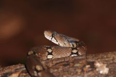 Coelognathus helena