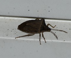 Euschistus obscurus