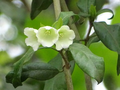 Vallaris solanacea