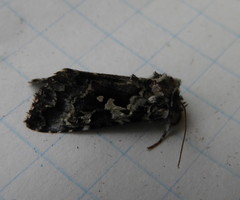 Syngrapha rectangula