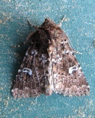 Properigea albimacula