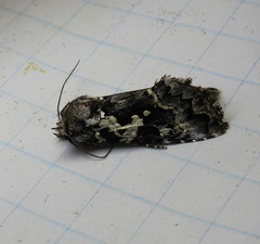 Syngrapha rectangula