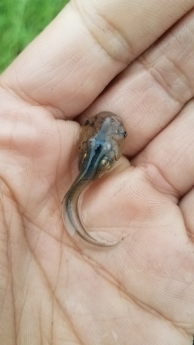 Mexican Burrowing Toad
