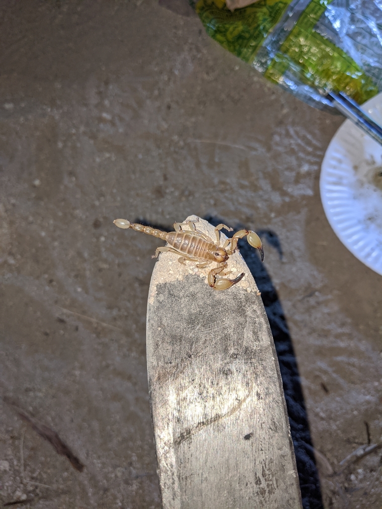 swollenstinger scorpion