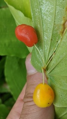 Prosartes hookeri