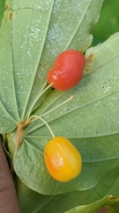 Prosartes hookeri