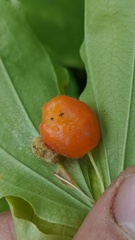 Prosartes hookeri