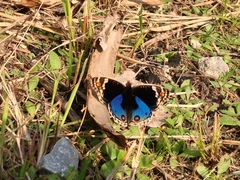Junonia orithya orithya