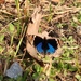 Oriental Blue Pansy - Photo (c) Mark Robinson, some rights reserved (CC BY-NC), uploaded by Mark Robinson