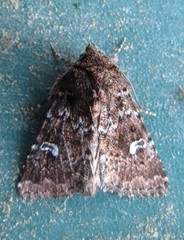 Properigea albimacula