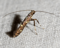 Caloptilia triadicae