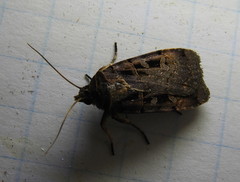 Pseudohermonassa tenuicula