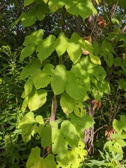 Humulus lupulus