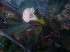 Datura stramonium