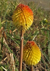 Kniphofia rooperi