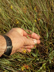 Galphimia angustifolia