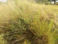 Galphimia angustifolia