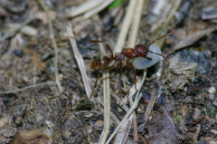 Polyergus rufescens