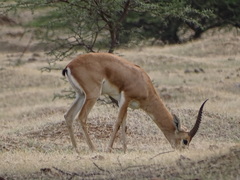 Gazella bennettii