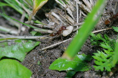 Polyergus rufescens